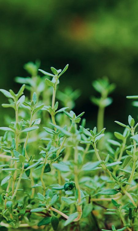 Thymol