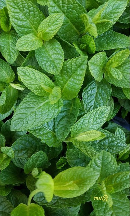 Menthol