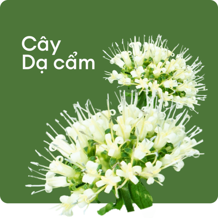 Cây dạ cẩm