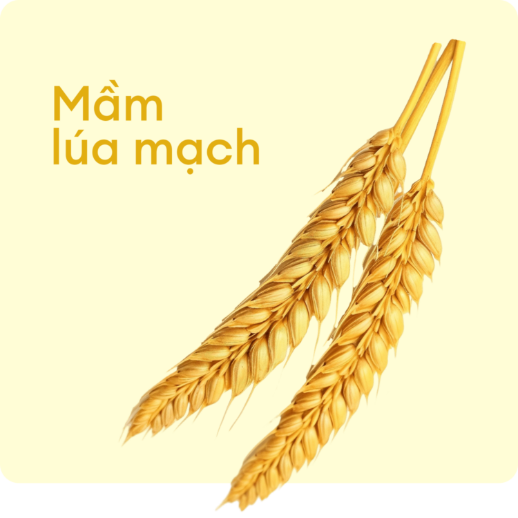 Mầm lúa mạch