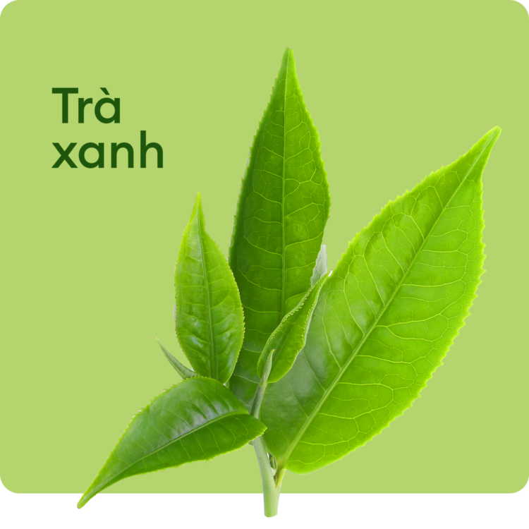 Trà xanh